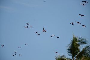 Aras Papageien Drake Bay Costa Rica
