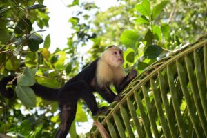 Manuel Antonio Nationalpark Affe Monkey